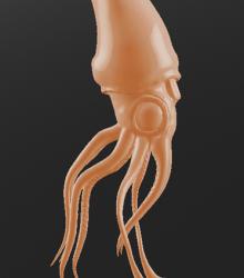 Squid02.jpg