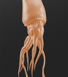 Squid