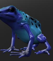 Frog02.jpg
